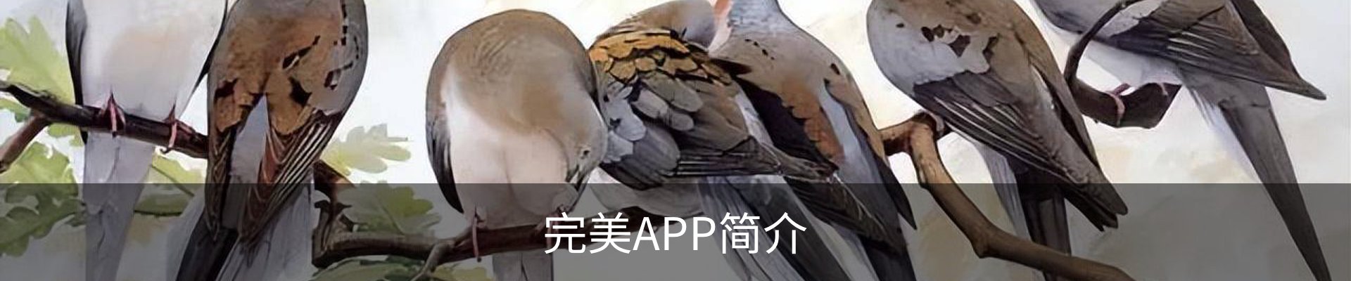 完美APP简介